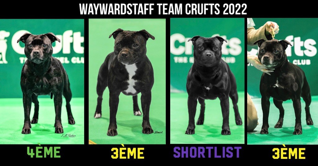 Waywardstaff - CRUFTS 2022
