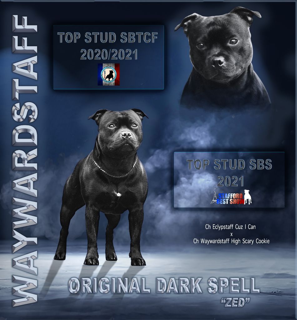 Waywardstaff Original dark spell - top stud 21