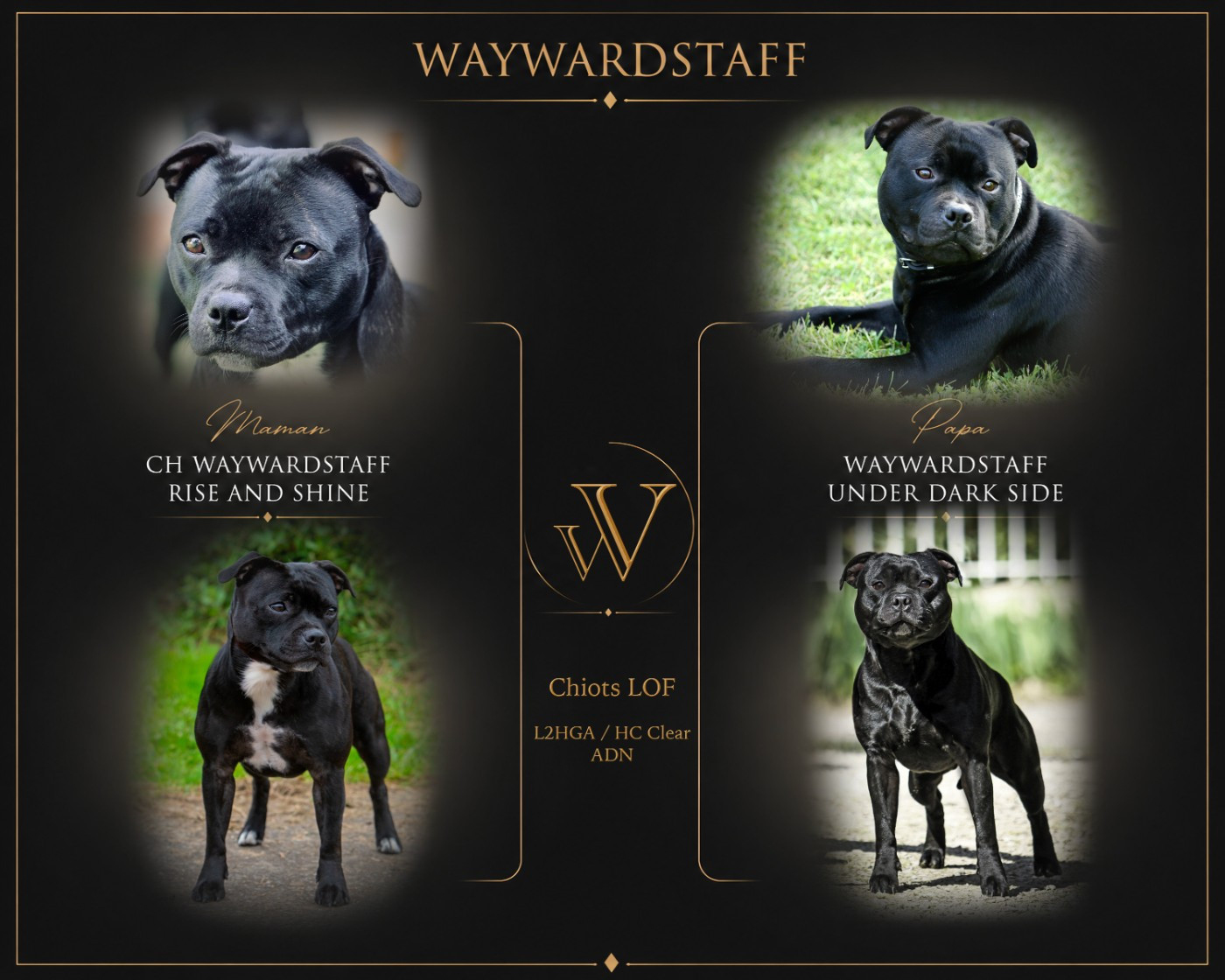 Chiot Staffordshire Bull Terrier Waywardstaff