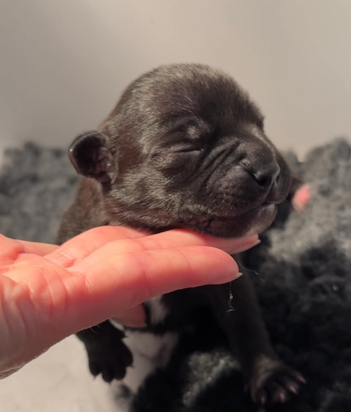 Waywardstaff - Chiots disponibles - Staffordshire Bull Terrier