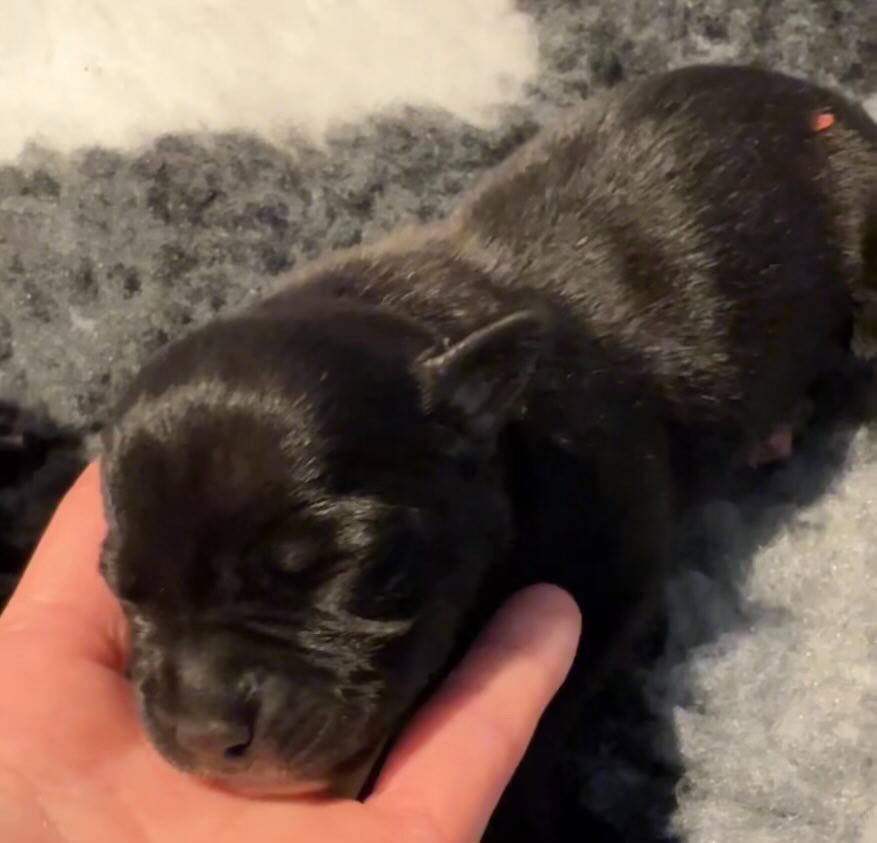 Waywardstaff - Chiots disponibles - Staffordshire Bull Terrier