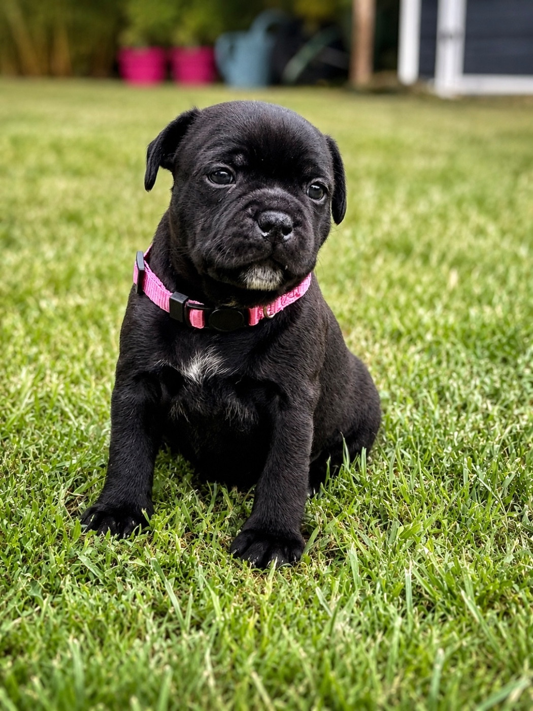 Waywardstaff - Chiots disponibles - Staffordshire Bull Terrier