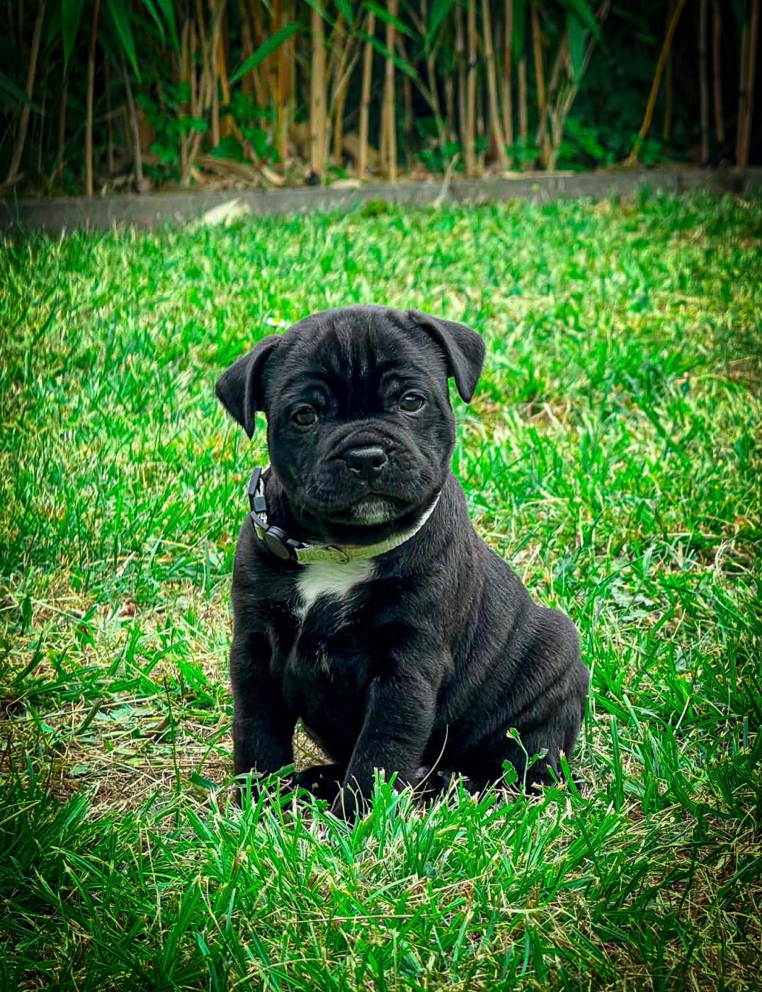 Waywardstaff - Chiots disponibles - Staffordshire Bull Terrier