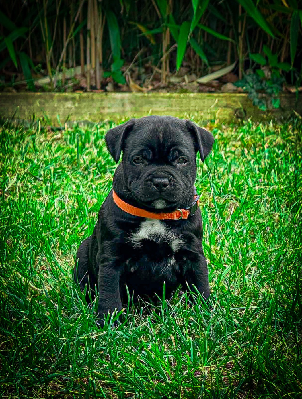 Waywardstaff - Chiots disponibles - Staffordshire Bull Terrier